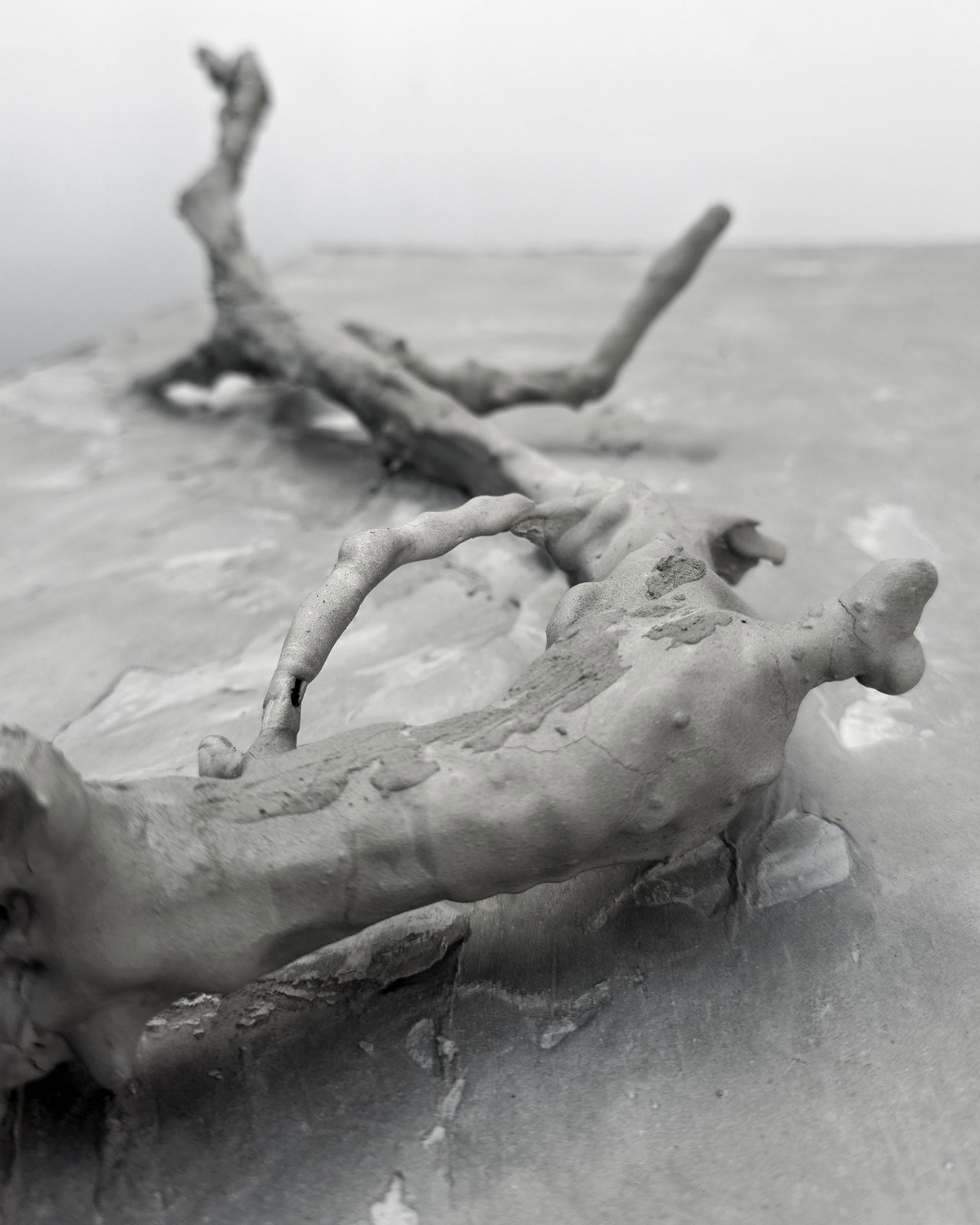 Paulo Canilhas | The Architecture of a Flower